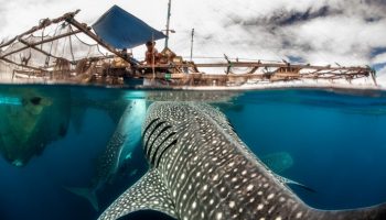 Морской национальный парк Cenderawasih Bay, Индонезия, Папуа